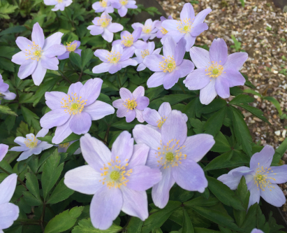 Anemone nemorosa 'Hannah Gubbay'